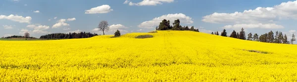 Campo de la planta de colza para la energía verde —  Fotos de Stock