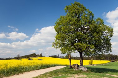 way between rapeseed field and lime tree with crucifix clipart