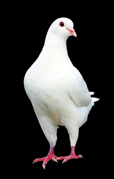 White pigeon isolated on black background — Stock Photo, Image