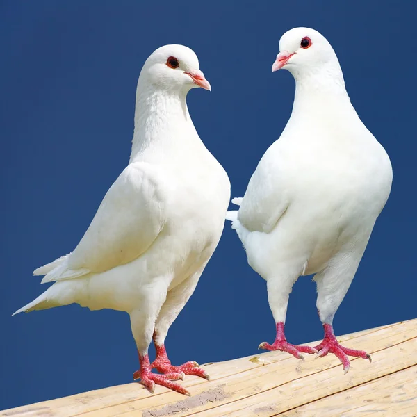 Deux pigeons blancs isolés sur fond noir — Photo