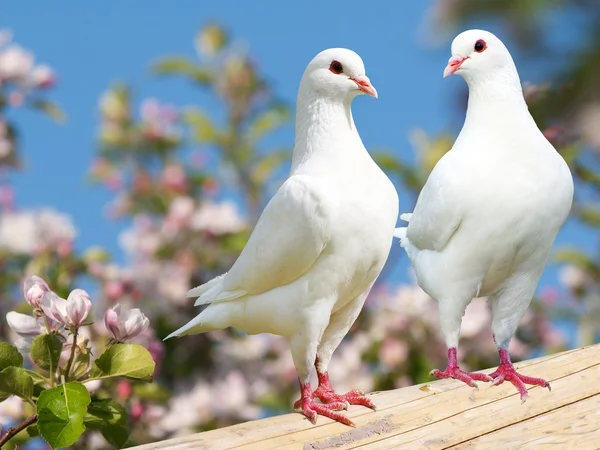 Két fehér galamb a virágzás háttér — Stock Fotó