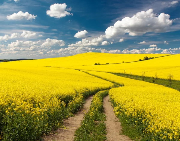 Field of rapeseed with rural road and beautiful cloud — Stock Photo, Image