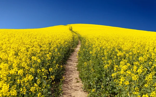 Field of rapeseed (brassica napus) — Stock Photo, Image