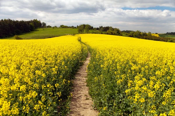 Campo de colza (brassica napus ) — Fotografia de Stock