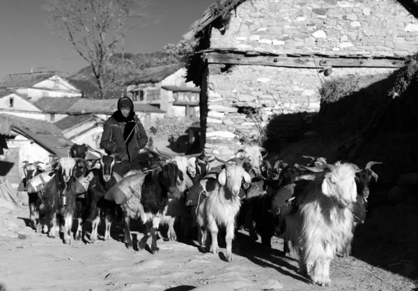 Carovana di capre vanno con merci provenienti da Simikot Area, Nepal — Foto Stock
