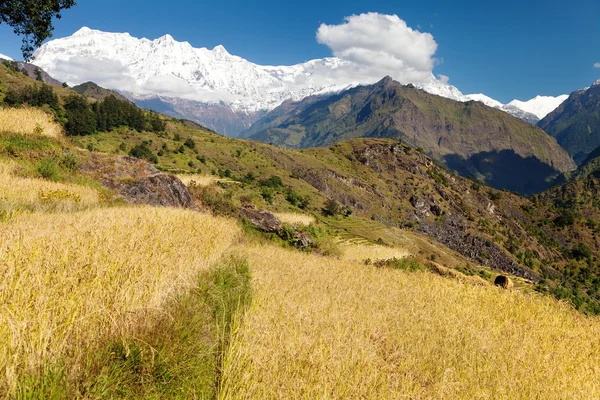 Rice field and snowy Himalayas mountain in Nepal — Stock Photo, Image