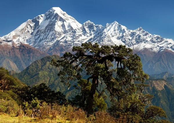 Pohled na hory dhaulagiri - Nepál — Stock fotografie