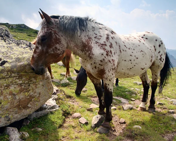 Wild horses on mountains — Stock Photo, Image