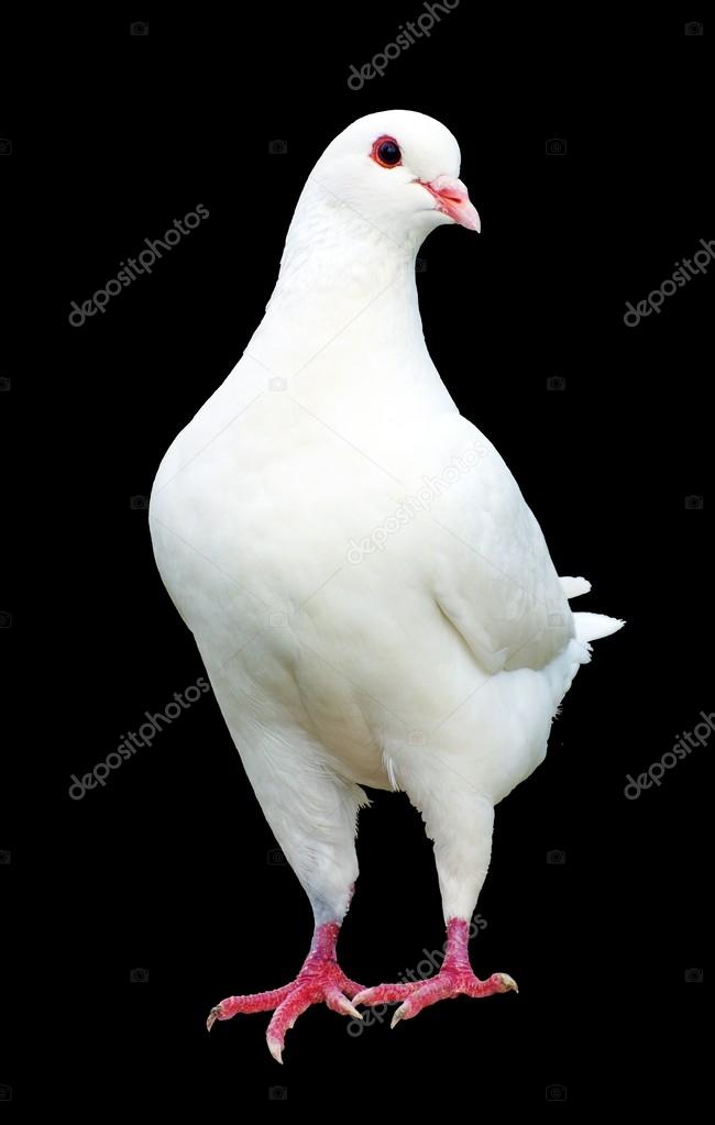 White pigeon isolated on black background — Stock Photo © prudek
