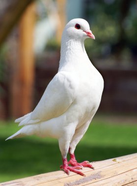 Beyaz Güvercin - imparatorluk-güvercin - ducula 