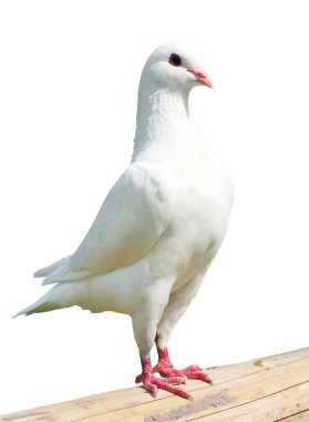 Beyaz Güvercin - imparatorluk-güvercin - ducula 