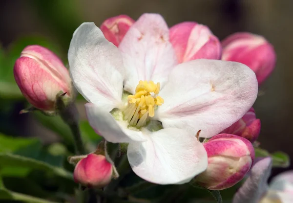 Flor de árvore de maçã — Fotografia de Stock