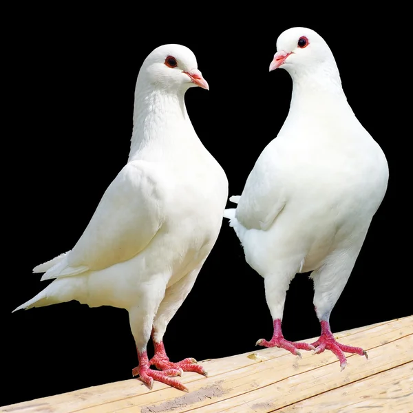 Deux pigeons blancs isolés sur fond noir — Photo