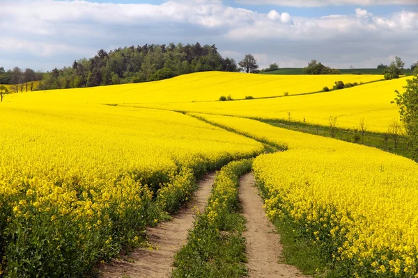 Campo de colza (brassica napus ) — Fotografia de Stock