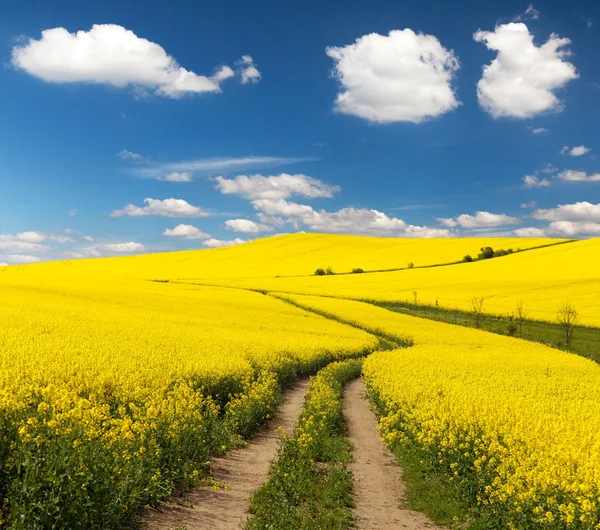 Campo de colza com estrada rural e bela nuvem — Fotografia de Stock