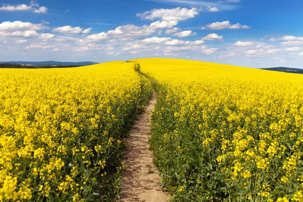 Поле ріпаку з сільською дорогою і красивою хмарою — стокове фото