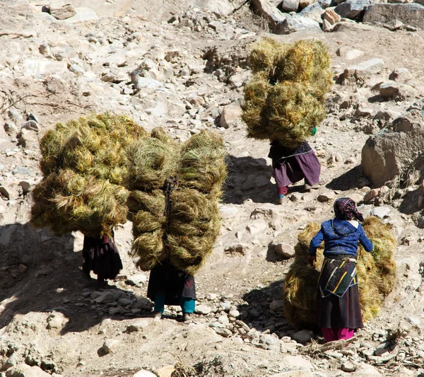 Nepalês com fenos nas costas - oeste do Nepal — Fotografia de Stock