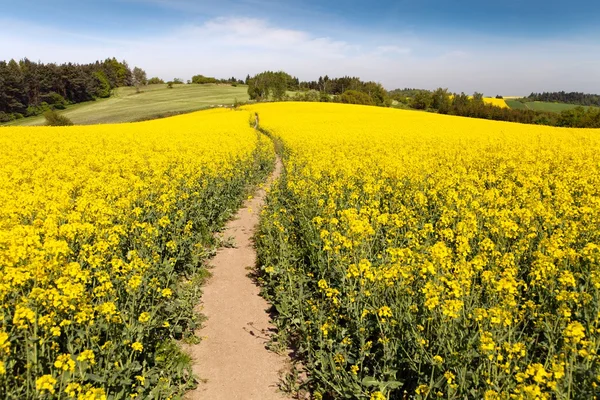 Campo de colza (brassica napus ) — Fotografia de Stock