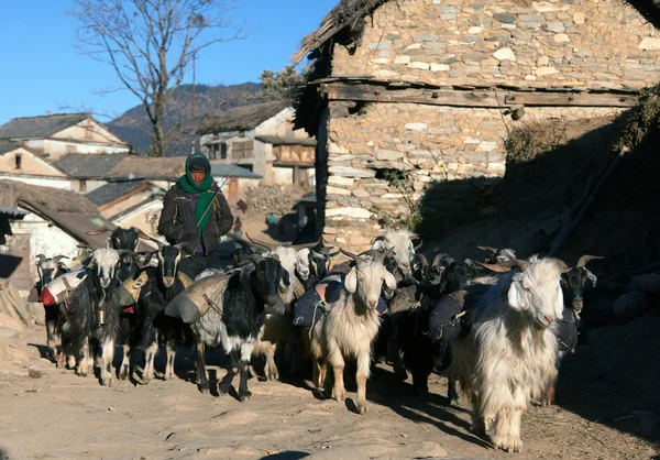 Caravana de cabras van con mercancías de la zona de Simikot, Nepal —  Fotos de Stock