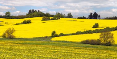 kolza tohumu alan ve çayır 