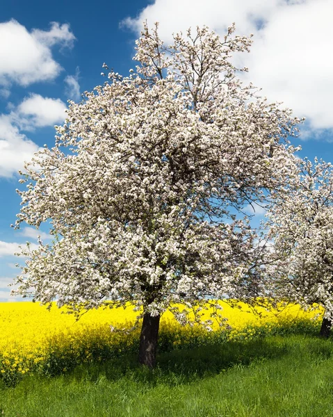 Flowering apple tree with field of rapeseed — Stock Photo, Image