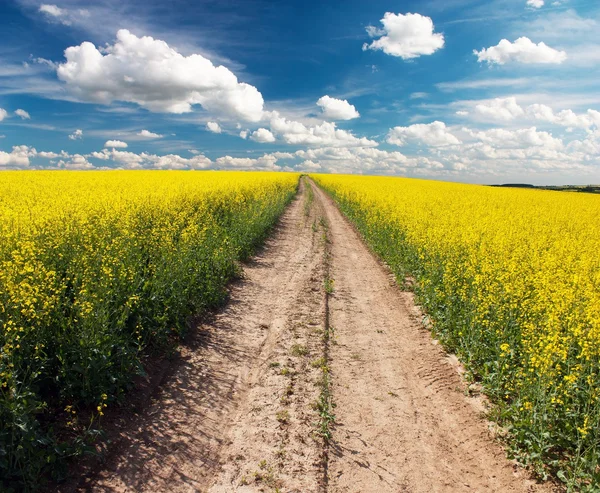 菜の花畑の間で国の道路 — ストック写真