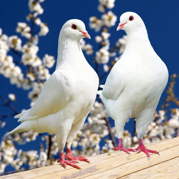 Two white pigeon on flowering background — Stock Photo, Image