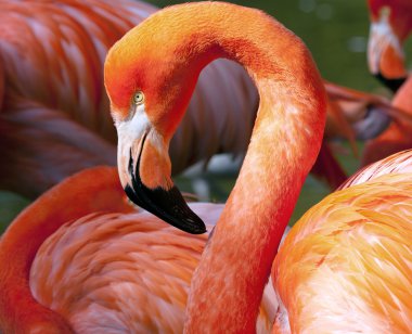 Amerikan flamingo - phoenicopterus ruber