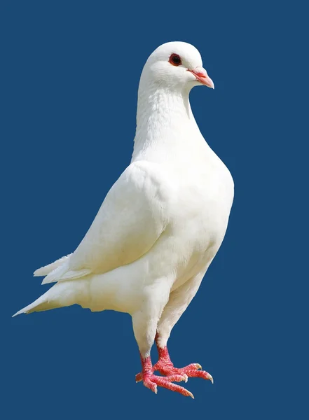 White pigeon isolated on blue background — Stock Photo, Image