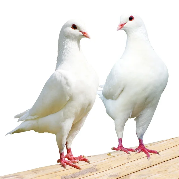 Two white pigeon - imperial-pigeon - ducula — Stock Photo, Image