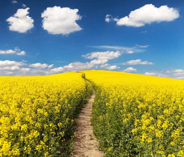 Campo de colza com estrada rural e bela nuvem — Fotografia de Stock