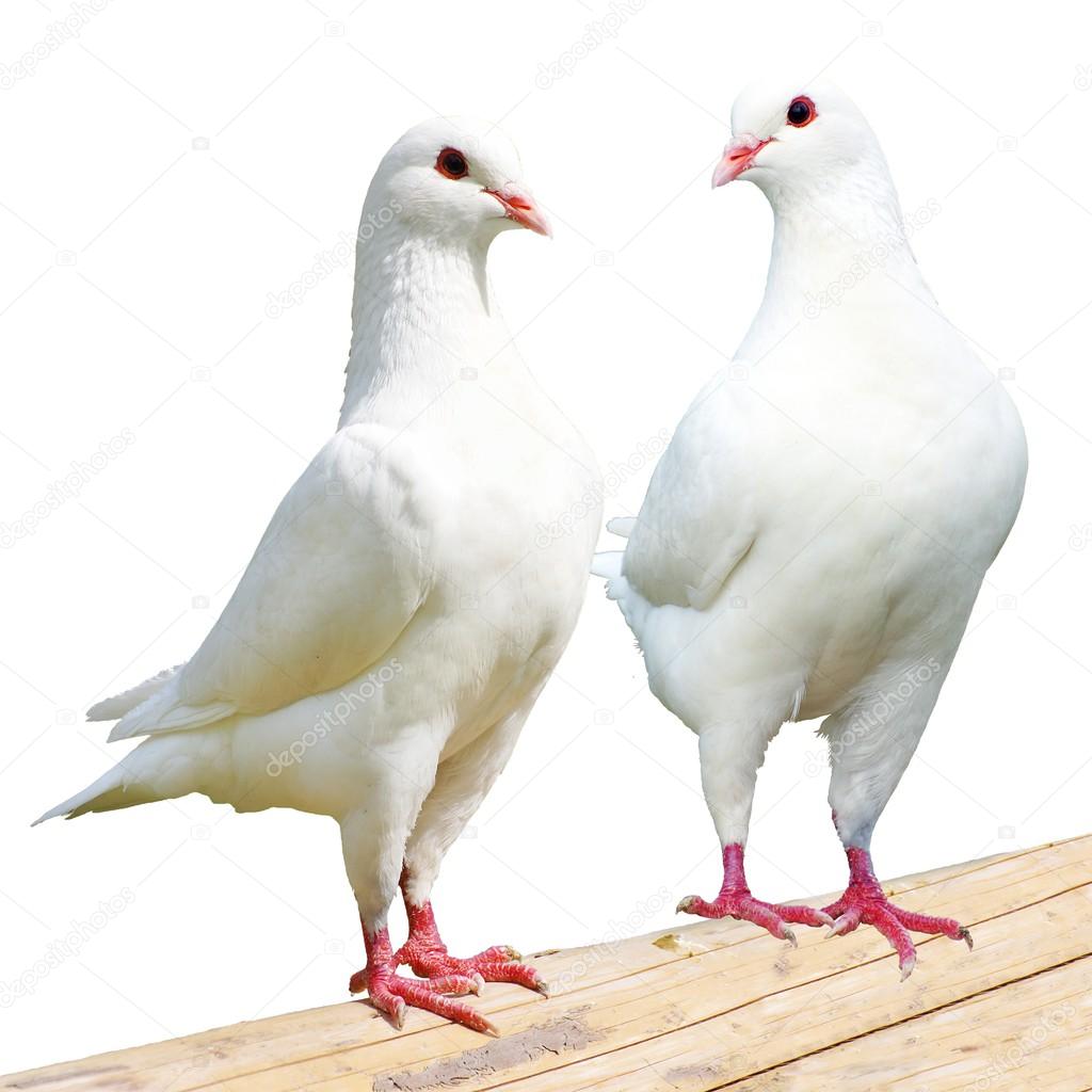 Two white pigeon - imperial-pigeon - ducula 