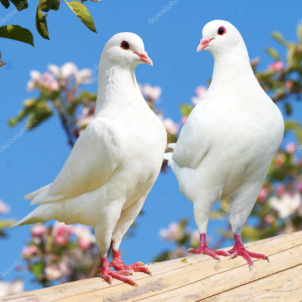 Two white pigeon on flowering background