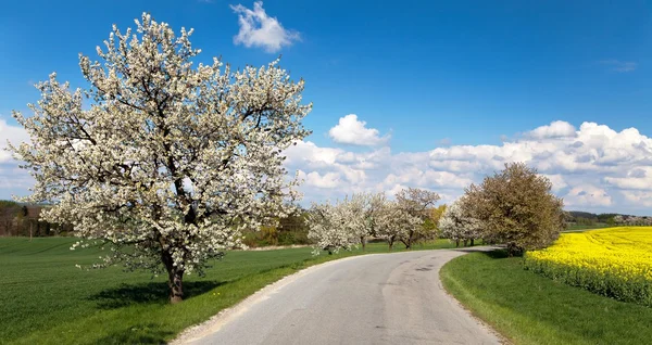 Yol ve sokak çiçekli kiraz ağaçlarının — Stok fotoğraf