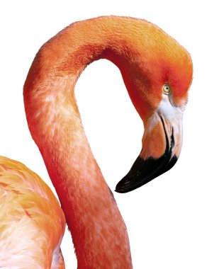 Amerikan flamingo - phoenicopterus ruber