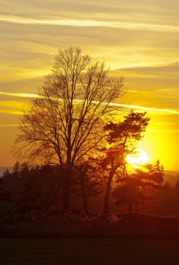 Sunset ağaçlar ile 