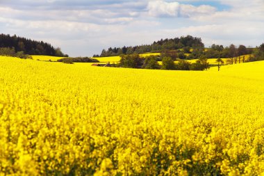 kolza tohumu güzel bulut ile alan