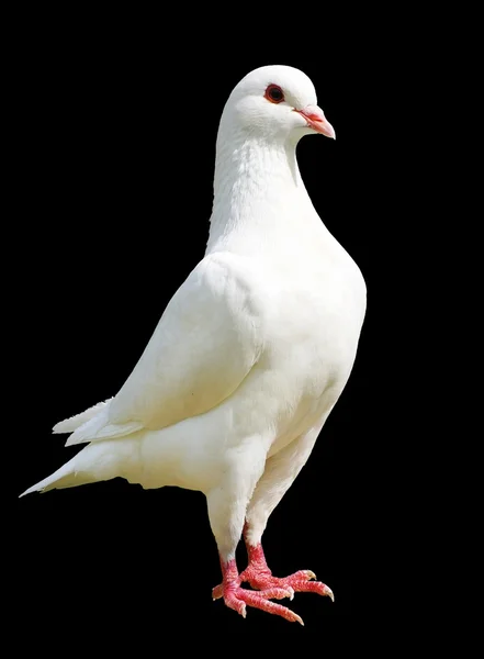 Weiße Taube isoliert auf schwarzem Hintergrund — Stockfoto