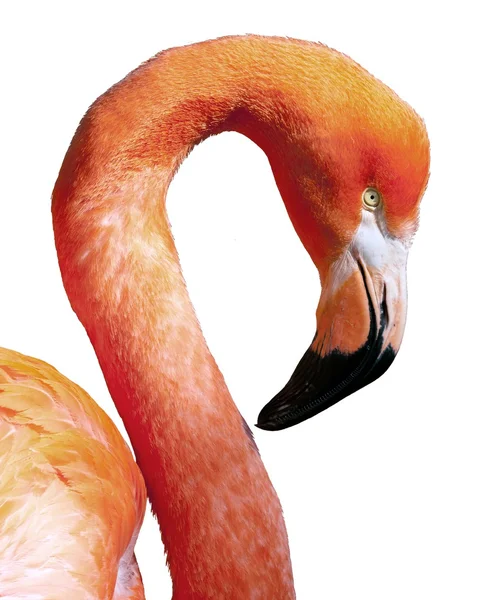 American Flamingo - Phoenicopterus ruber — Stock Photo, Image