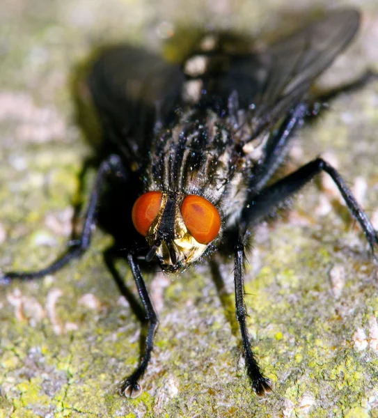 Primer plano de la mosca — Foto de Stock