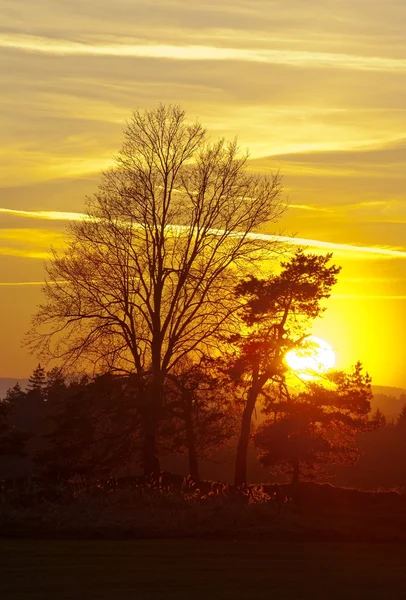 Sunset ağaçlar ile 