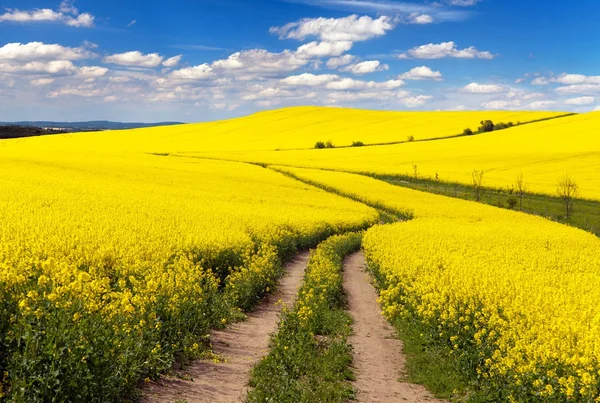 Поле ріпаку з сільською дорогою і красивою хмарою — стокове фото