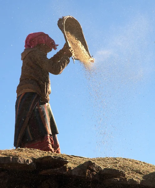 Nepal kobieta czyszczenia kukurydzy przez prymitywne metody — Zdjęcie stockowe