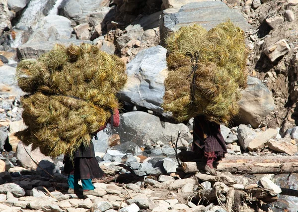 Nepalese con fieno sul dorso - Nepal occidentale — Foto Stock