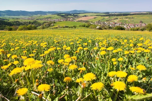 Primavera e prato con dente di leone comune — Foto Stock