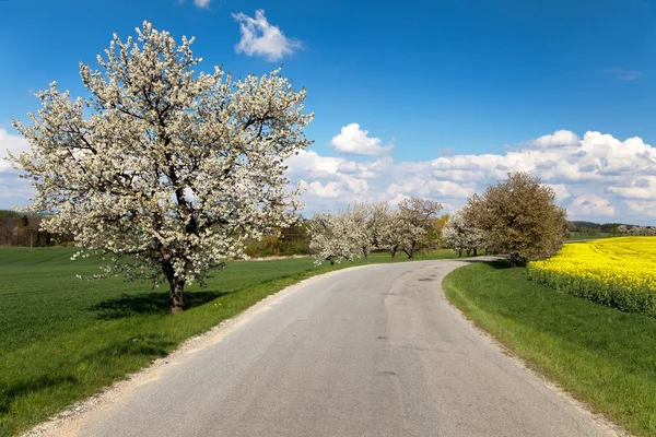 Yol ve sokak çiçekli kiraz ağaçlarının — Stok fotoğraf