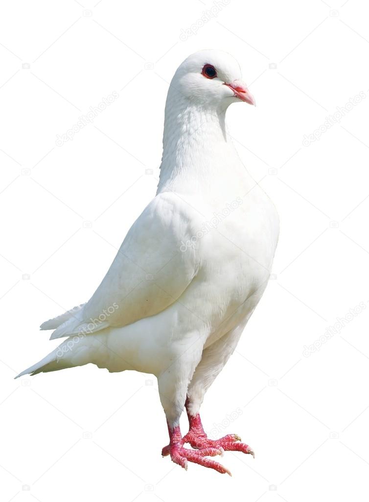 White pigeon - imperial-pigeon - ducula 