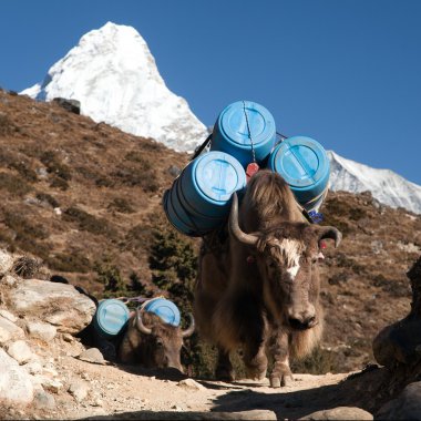 Caravan of yaks with goods clipart