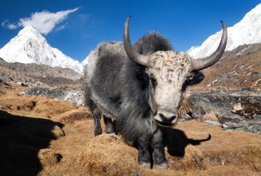 Everest ana kampı giderken yak ve Pumo ri bağlama
