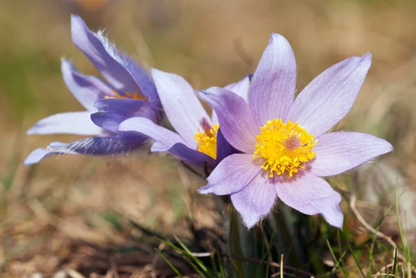 Kwiat pasqueflower — Zdjęcie stockowe